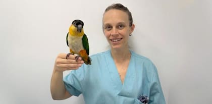 La especialista señaló que los loros no son animales independientes y suelen deprimirse ante la falta de estimulos