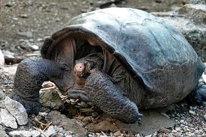 La especie Chelonoidis phantasticus de la isla Fernandina, conocida como "tortuga gigante de Fernandina", fue encontrada el domingo entre la vegetación