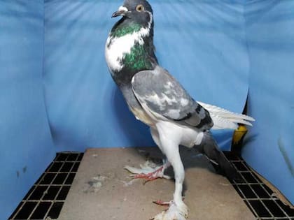 La especie de paloma que se volvió viral