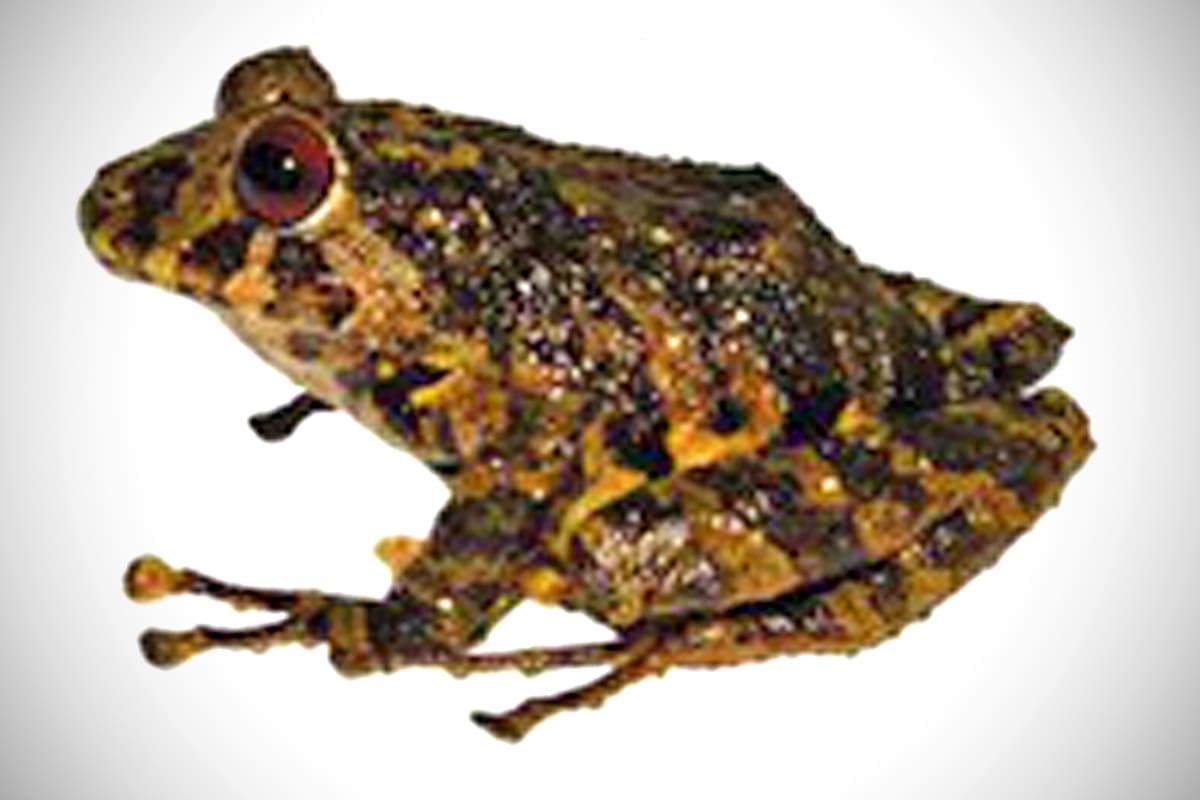 La especie de rana bautizada Led Zeppelin en honor a la legendaria banda de rock