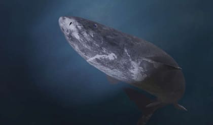 La especie de tiburón de Groenlandia es poco conocida porque habita un lugar extremo