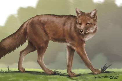La especie Dusicyon avus de zorro
