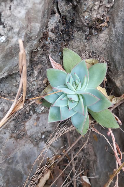 La especie Echeveria kieslingii.