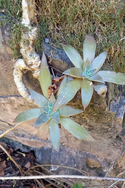 La especie Echeveria saltensis.