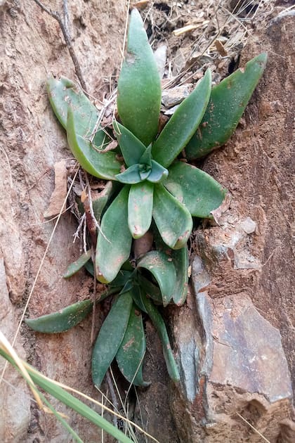 La especie Echeveria argentinensis. Con los proyectos de cultivo a partir de semillas se espera que pronto pueda estar en colecciones, aunque por sus características puede resultar bastante dificultoso adaptarla a los cuidados hogareños y la planta requerirá acostumbrase poco a poco.
