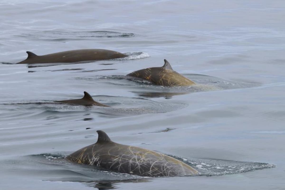 La especie es comúnmente conocida como "ballenas picudas" y fue detectada en California por un grupo de turistas