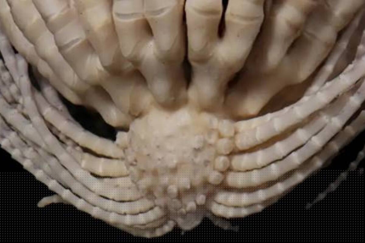 La especie es parte del grupo de estrellas de plumas antárticas y está ampliamente relacionada con las estrellas de mar. (Foto: GREG W. ROUSE)