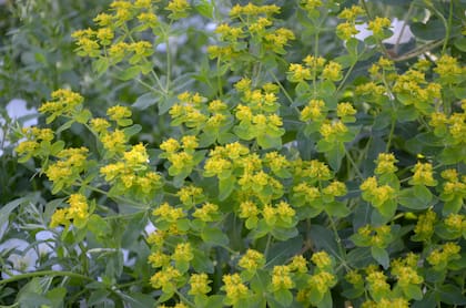 La especie Euphorbia palustris se propaga por semillas o esquejes basales en primavera o principios del verano (previamente sumergidos en agua tibia para evitar la secreción de látex). Es resistente a plagas y enfermedades.