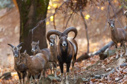 La especie habita principalmente en las zonas montañosas de Tenerife (Foto: Freepik)