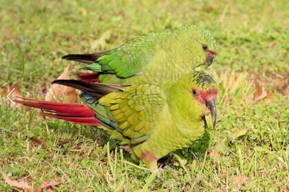 La especie llamada choroy habita en Chile. En nuestro país, existe un ave parecida llamada cachaña