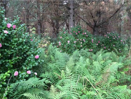 La especie más común es la Camelia Japónica.