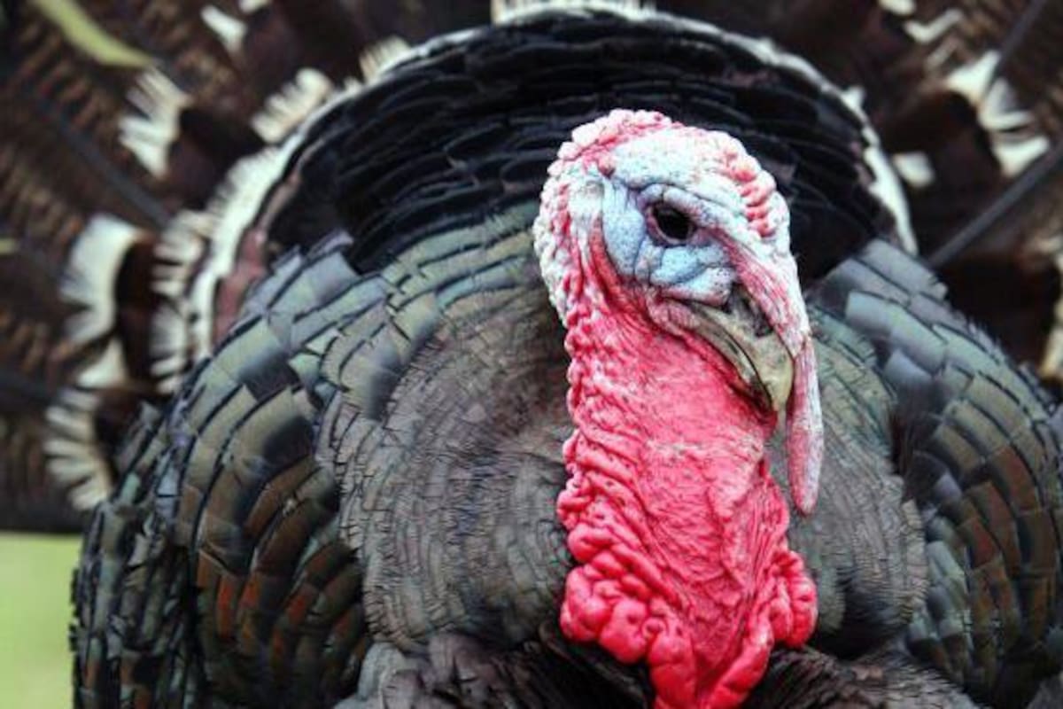 La especie Meleagris gallopavo tuvo su origen en el centro y sur de lo que hoy es México.