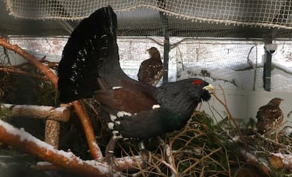La especie perdió gran parte de su población durante las últimas décadas
