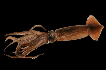 La especie pertenece al grupo de los llamados calamares Ommastrephidae