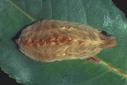 La especie puede ser muy peligrosa para la salud (Extensión Universitaria del Estado de Carolina del Norte)