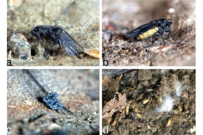La especie Sciara serpens, cuando son larvas, crean una forma de serpiente viscosa