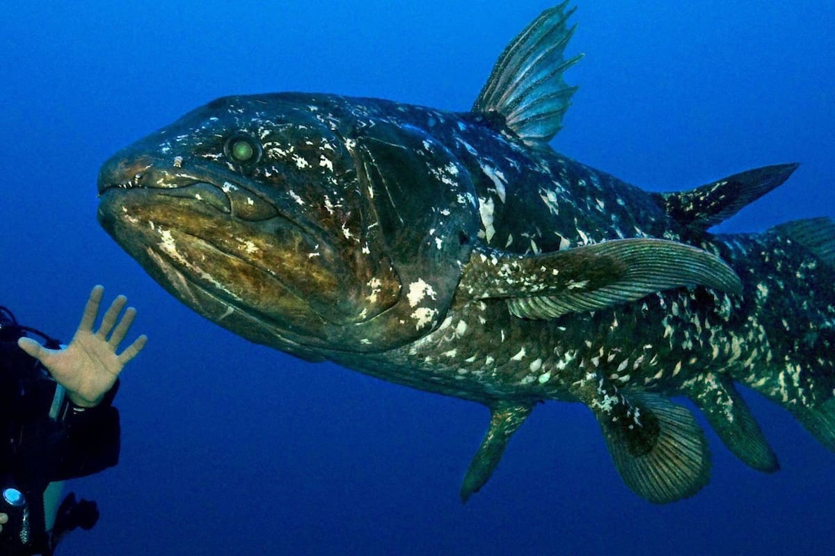 La especie se dividió antes de que aparecieran los nuevos genes, aseguraron