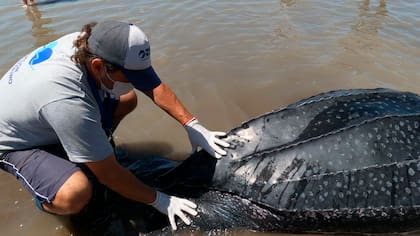 La especie se encuentra en peligro de extinción