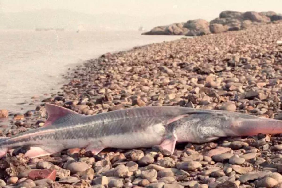 La especie sufrió un descenso a partir de 1970