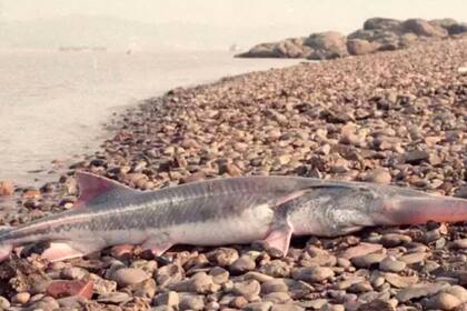 La especie sufrió un descenso a partir de 1970