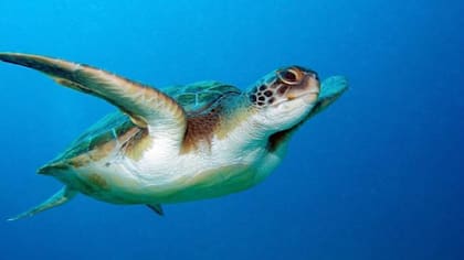 La especie tenía incrustado en su cuello una soga de plástico que le impedía respirar. .
Foto: iStock