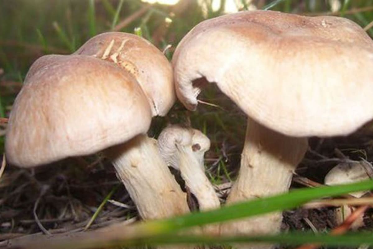 La especie venenosa fue consumida en Calamuchita