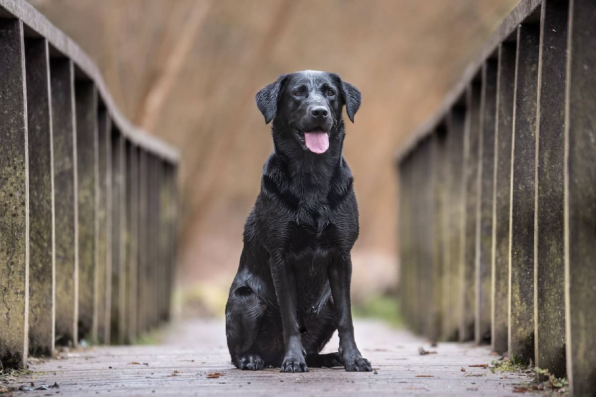 La esperanza de vida de los perros es más corta que la de los humanos y muchas familias quisieran pasar más tiempo con el integrante de cuatro patas