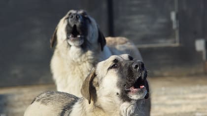 La esperanza de vida de un perro callejero es menor que la de uno hogareño debido a la falta de alimentación adecuada y visitas al veterinario