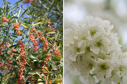 La espina de bañado o tarumá es uno de los pocos árboles autóctonos de distribución natural en la provincia de Bs. As. Es paisajísticamente muy atractivo por sus frutos (izq.). Cada flor del ciruelo exhala un delicadísimo aroma. Cuando florece un ciruelo, repentinamente se pone blanco.