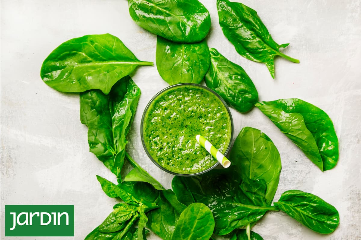 La espinaca no exige mucha dedicación: suelo suelto, riego regular y cosecha frecuente