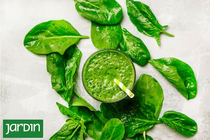 La espinaca no exige mucha dedicación: suelo suelto, riego regular y cosecha frecuente