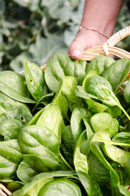 La espinaca tiene un rendimiento de 1 kilo de hojas por mes por metro lineal de cultivo