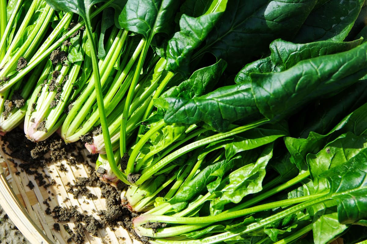 La espinaca tiene un rol muy importante para generar la síntesis de ciertos nutriente que ayudan con la producción de colágeno