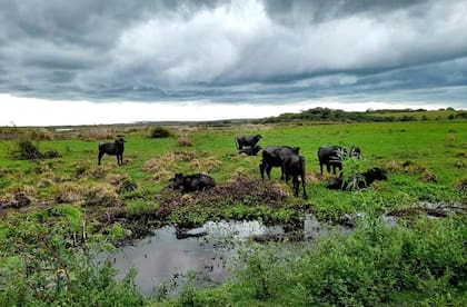 La Estancia Coembá cuenta con 2300 hectáreas costeras del Paraná, incluyendo 300 de media loma y 2000 de bañados, esteros, pajonales de cortadora y carrizales
