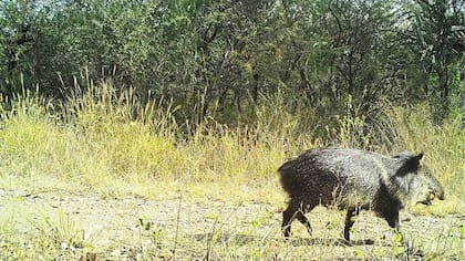 Entre los quebrachos, los molles y los algarrobos andan pumas, corzuelas, hurones, maras, gatos monteses y de los pajonales