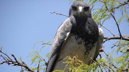 Decenas de aves surcan el aire, en dos días Aves Argentinas identificó 100