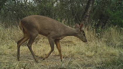 En la región que ocupa el Parque Nacional hay gran diversidad de animales
