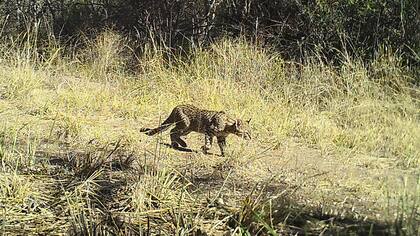 La estancia más grande de la región será parque nacional Pinas, en Córdoba, perteneció a Lisandro de la Torre y a Manubens Calvet; tuvo 50 kilómetros de ferrocarril propio y una producción ganadera de 23.000 animales