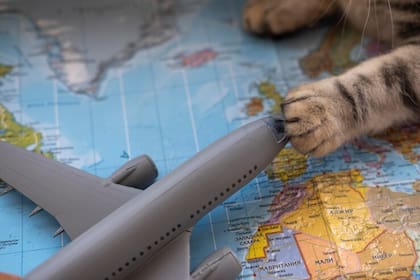La estandarización de viajes para mascotas en EE.UU. afirman que dará seguridad a los viajeros y sus animales