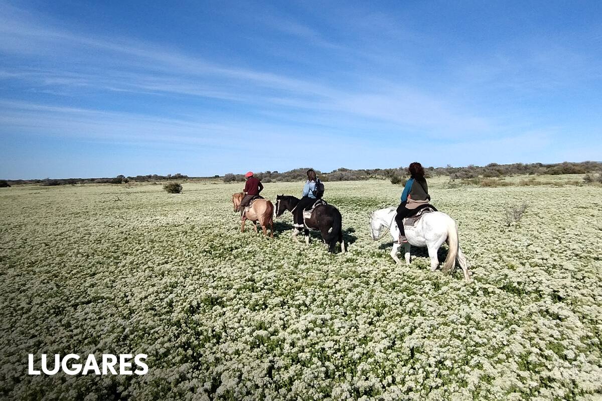 La estepa florecida es un fenómeno inusual y deslumbrante