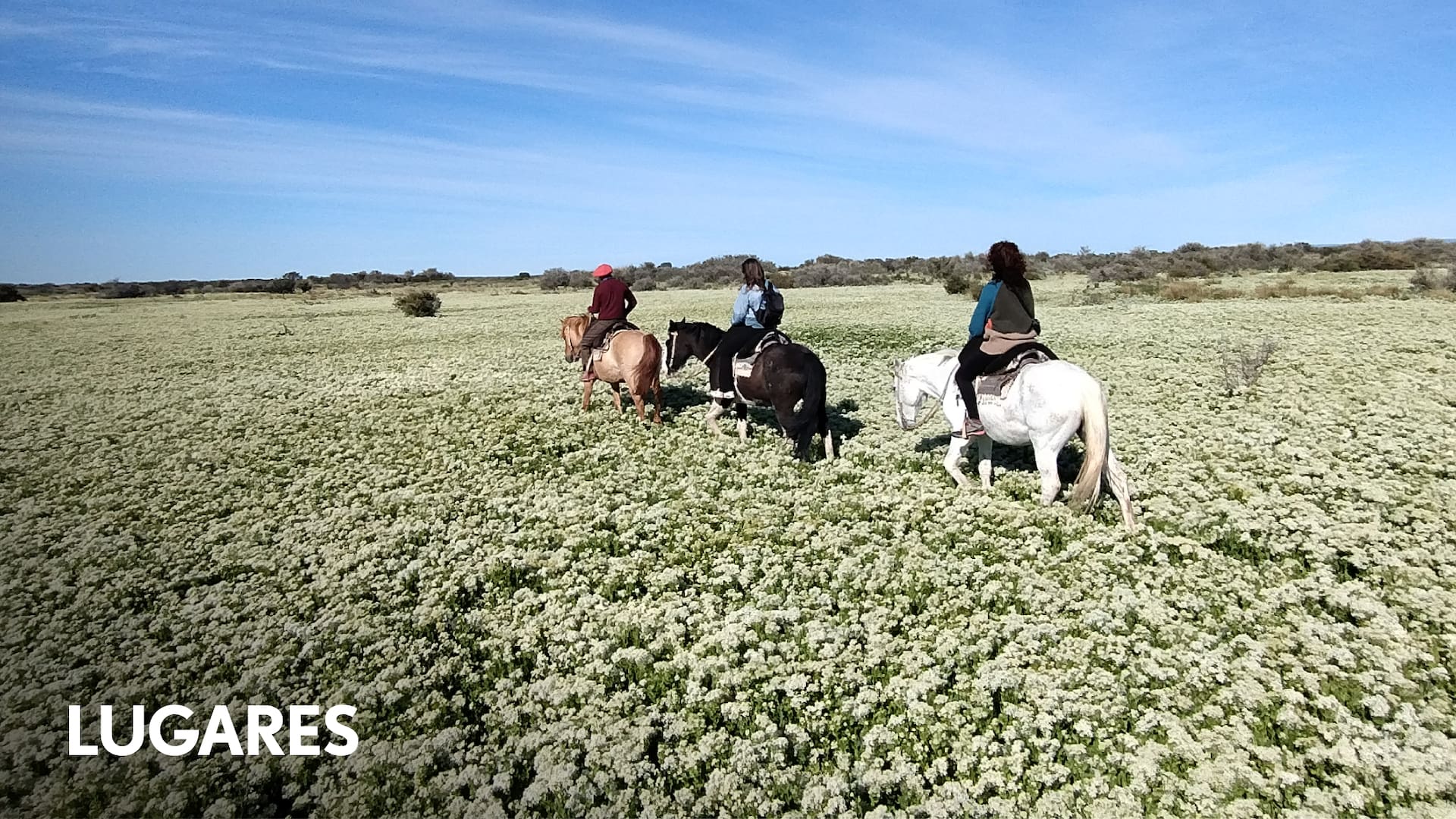 La estepa florecida es un fenómeno inusual y deslumbrante