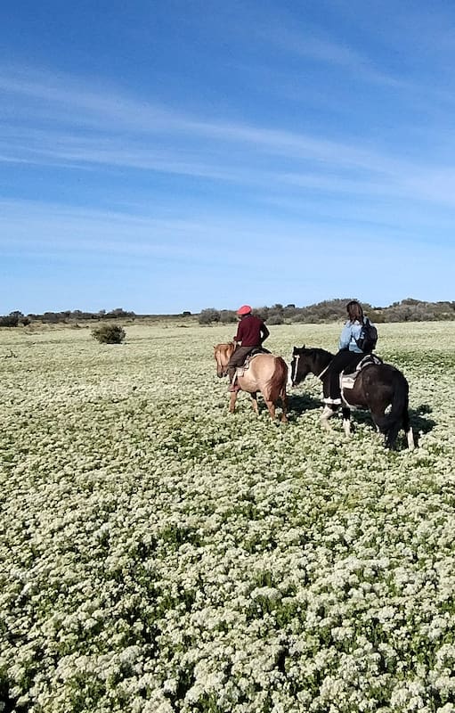 La estepa florecida es un fenómeno inusual y deslumbrante