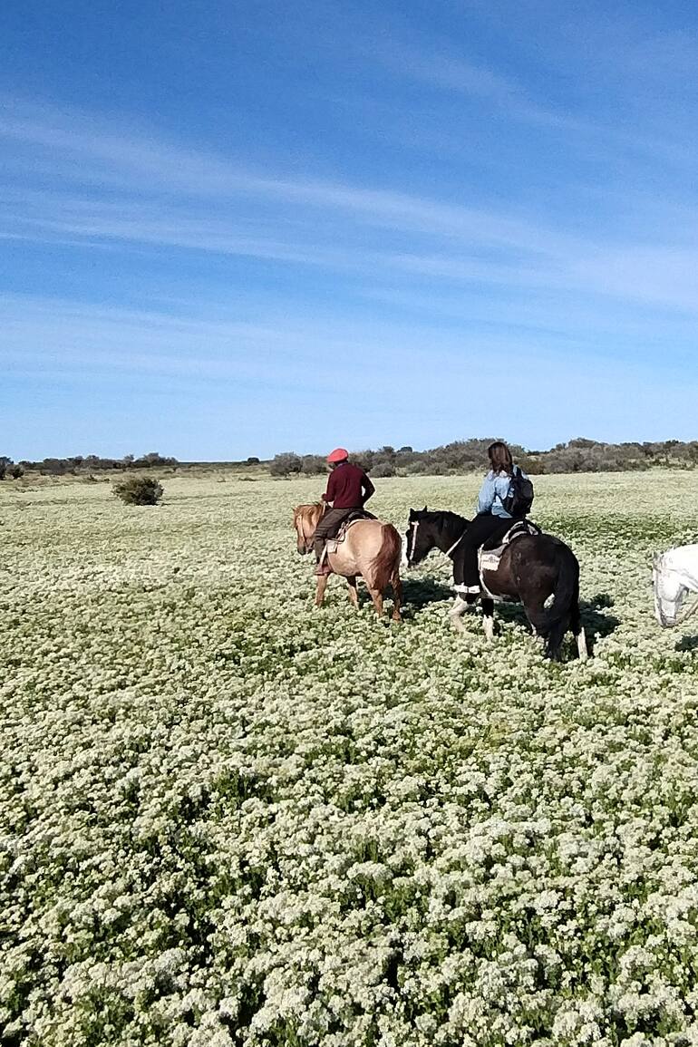 La estepa florecida es un fenómeno inusual y deslumbrante