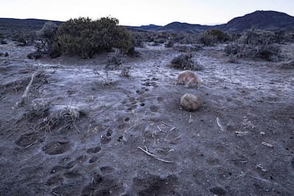 La Estepa patagónica es viento y arbusto ralo.