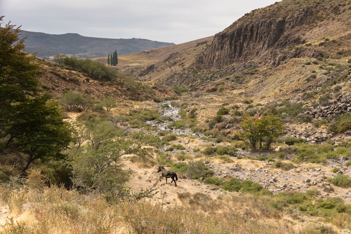 La estepa patagónica solía ser muy diferente