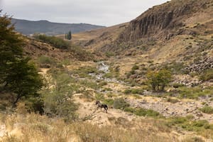 Por qué los troncos de 50 millones de años hallados en Río Negro son un hito científico