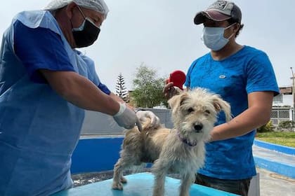 La esterilización es una proceso recomendado por los veterinarios