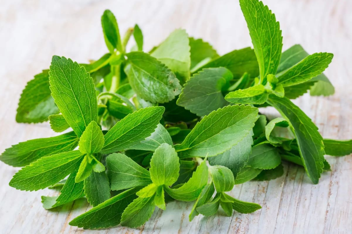 La estevia es sumamente beneficiosa para el organismo