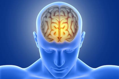 La estimulación multisensorial sincronizada a 40 Hz mostró efectos sobre la estructura y el desarrollo de neuronas en el hipocampo de cerebros envejecido