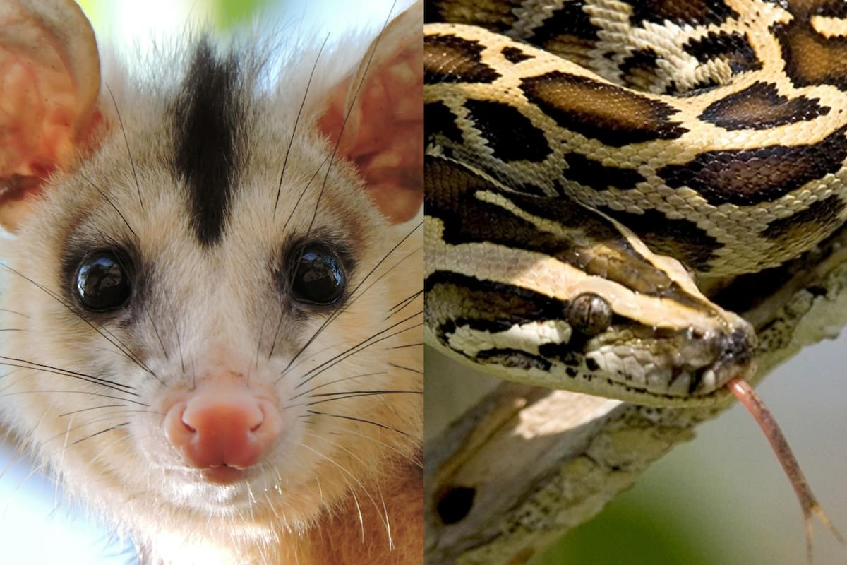 La estrategia del uso de zarigüeyas para localizar y eliminar a las pitones birmanas en Florida